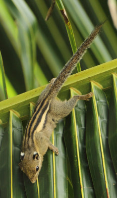 Western Striped Squirrel - Tamiops mcclellandii