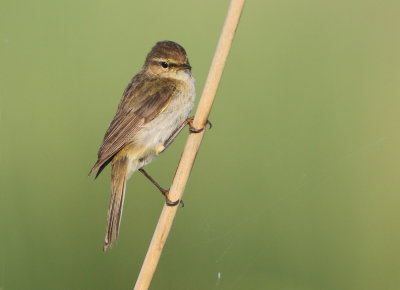 Northern Chiffchaff - Phylloscopus collybita (Tjiftjaf)