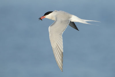 Common Tern - Sterna hirundo (Visdief)