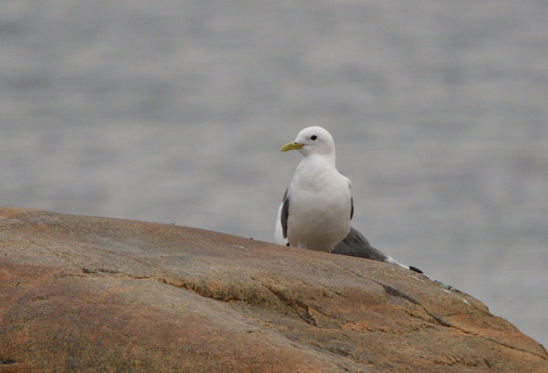 Mouette tridactyle
