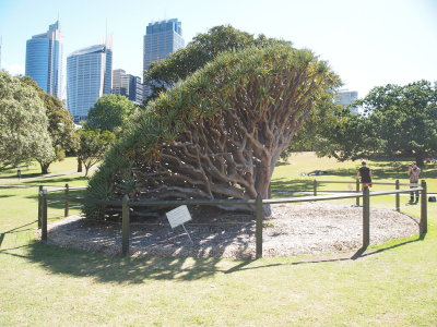 Sydney Botannical Gardens 2013