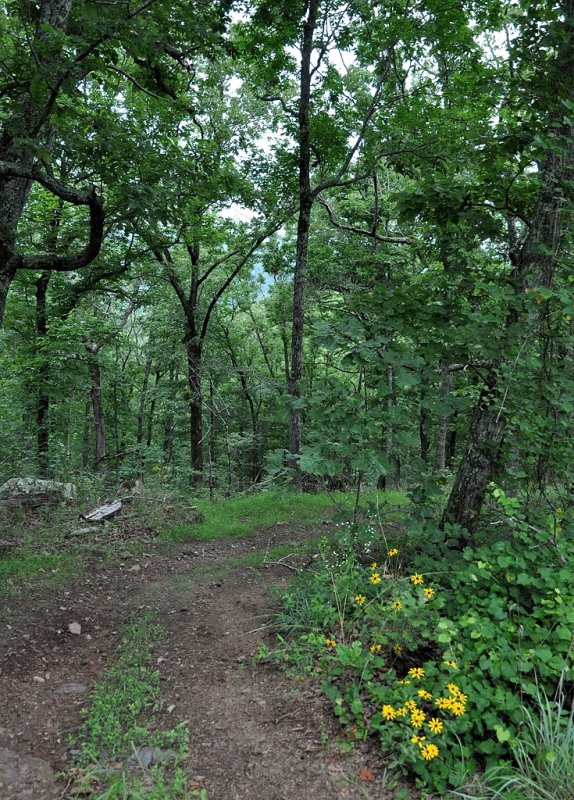 First steps on the Pinhoti Trail.