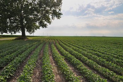 Fields Go On Forever - Near Forsyth, Illinois
