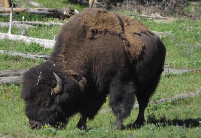 Buffalo in Hayden Valley - South Yellowstone