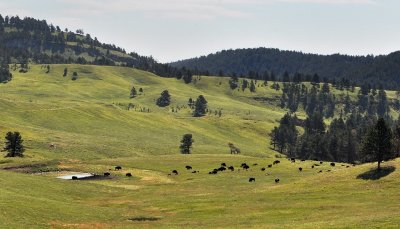 Custer State Park 01