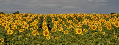 Sunflowers 01