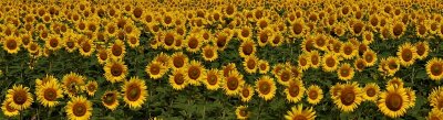 Sunflowers 02