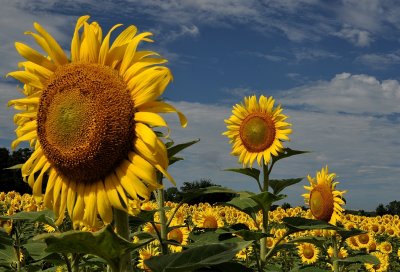 Sunflower Field 2017