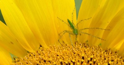 Sunflowers 06
