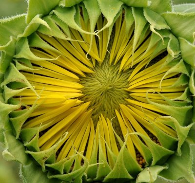 Sunflowers 09