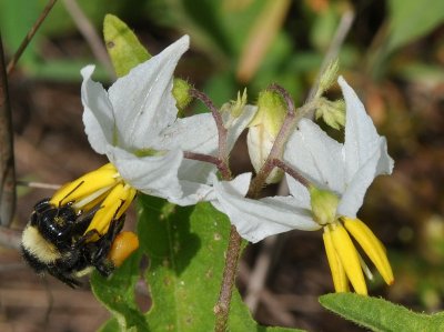 Wildflowers 03