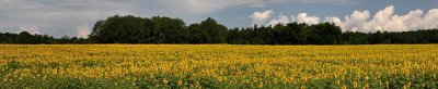 Sunflower Field 2017