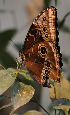 Butterfly Palace 07