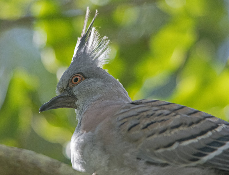 young crested pigeon