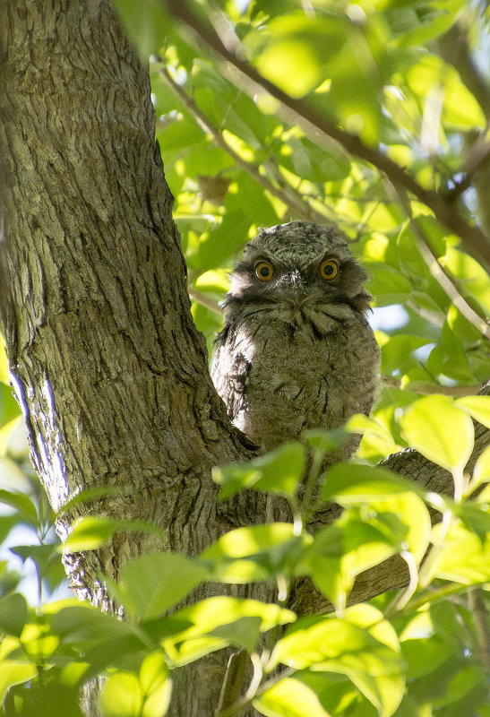 Frogmouths November in the yard