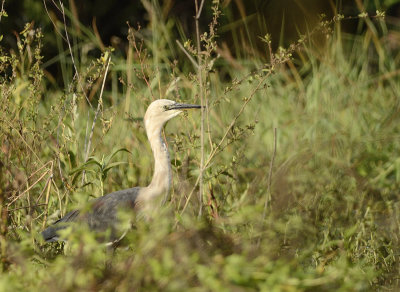 wetlands