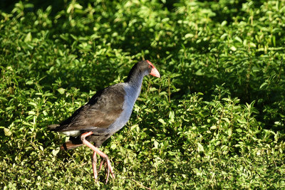 Mogill Wetlands.. june 2017