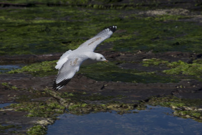 seagulls