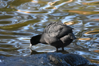 Lake Alexandra Mittagong birds..