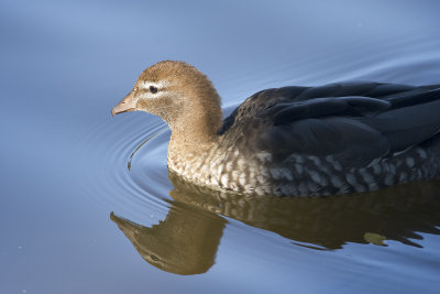 Lake Alexandra Mittagong birds..