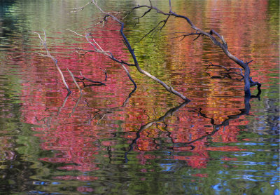 autumn reflections lake Alexandra