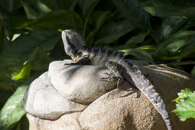Lizard