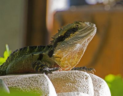 Lizard