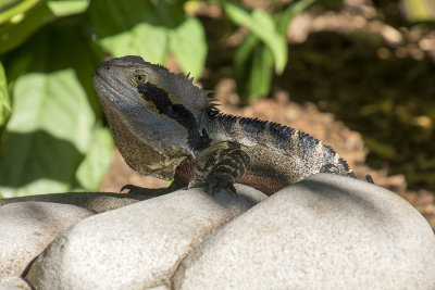 Lizard