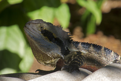 Lizard