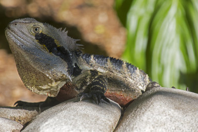 Lizard