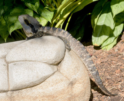 Lizard