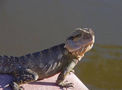 Lizard