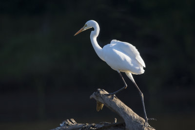 Moggill ferry river birds