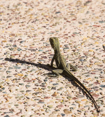 Lizard