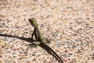 Lizard
