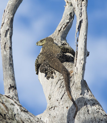 monitor high in the forest