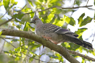 young crested pigeon