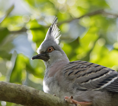 young crested pigeon