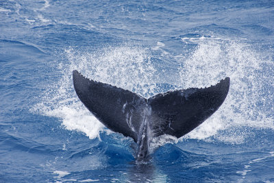 Whales in Hervey Bay Queensland.