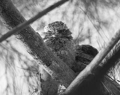 Frogmouths November in the yard