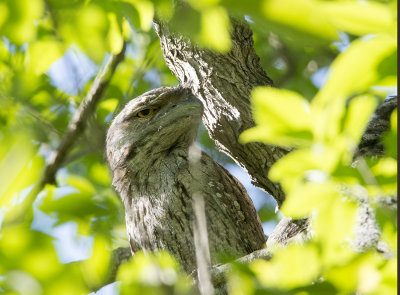 Frogmouths November in the yard