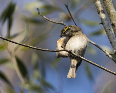 2017_birds_away_from_home