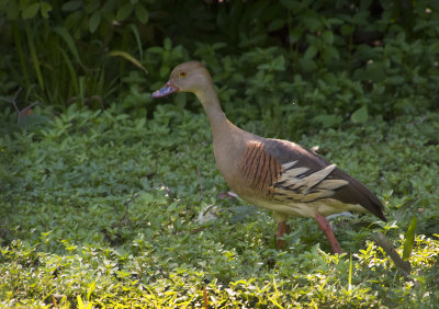 Whistling ducks (Shawl)