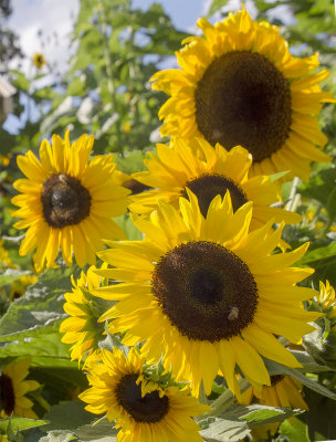 Sunflowers at Queens Park.