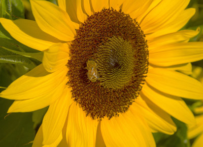 Sunflowers at Queens Park.