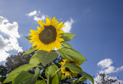 Sunflowers at Queens Park.