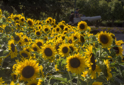 Sunflowers at Queens Park.