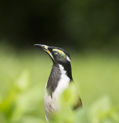 Birds in my backyard