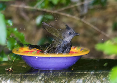 Birds in my backyard