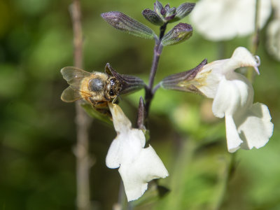 Flowers and bees Bowral